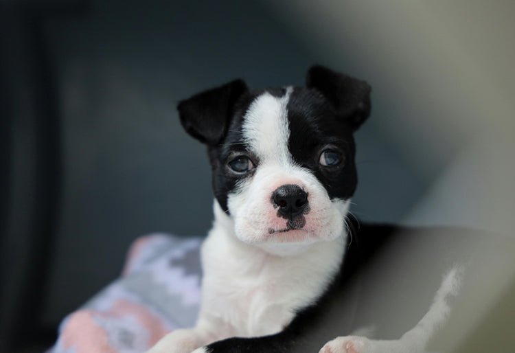 Razas de perros ideales para vivir en un apartamento: Consejo Experto