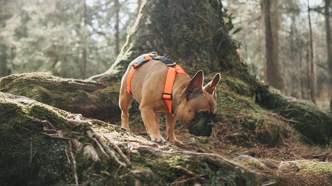 Un perro raza bulldog francés café usando un arnés para perros en forma de H color naranja mientras pasea por un bosque