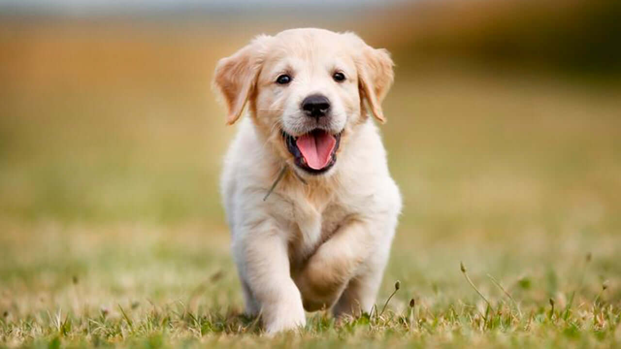 Un perro Labrador cachorro corriendo en un parque