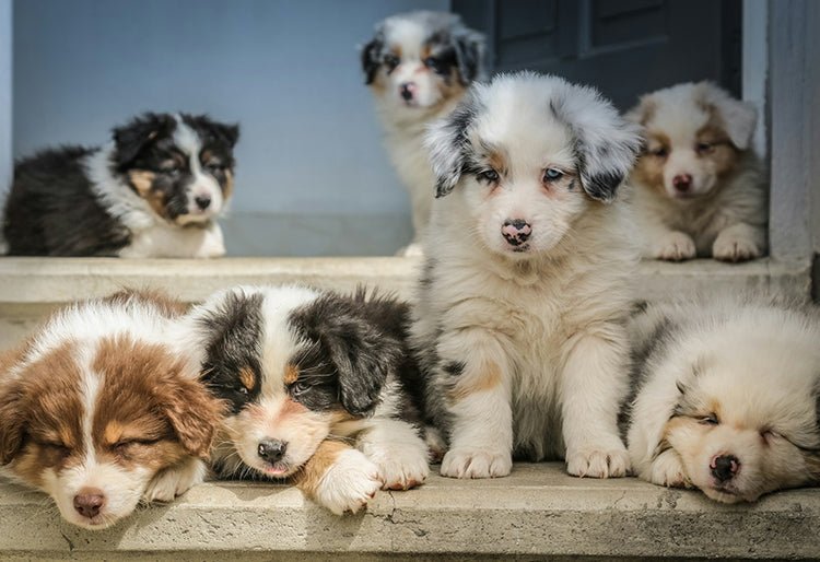 Perros cachorros raza border collie