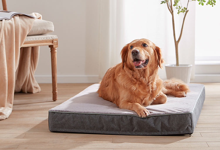 Un Golden Retriever acostado en una cama para perros color gris