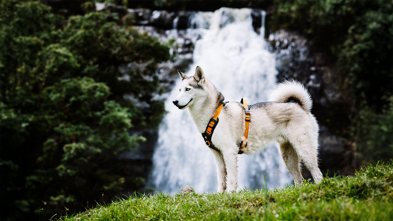 Un perro usando un arnes para perro color verde oscuro y amarillo
