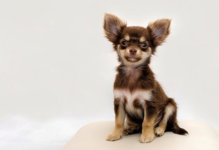 Un perro raza chihuahua peludo de color café