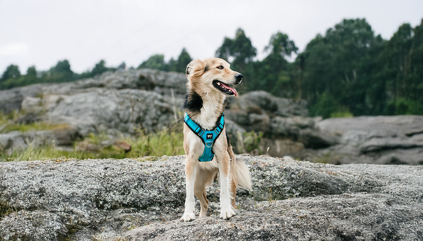 Aventura en Chivonegro con arnés para perro TrekRover 3: bosque andino, roca húmeda y control total