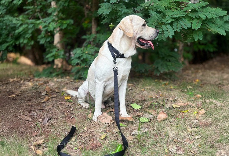 Un perro Labrador usando un collar martingale