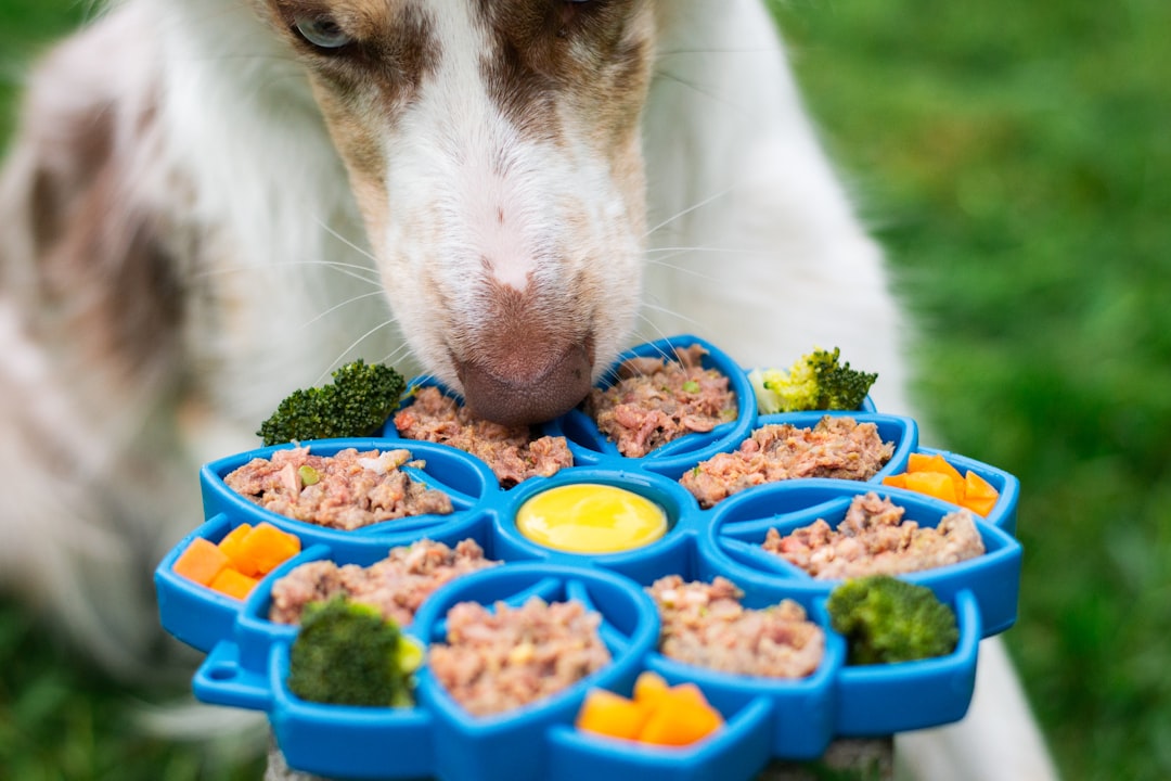 Un perro lamiendo un comedero con comida natural para perros