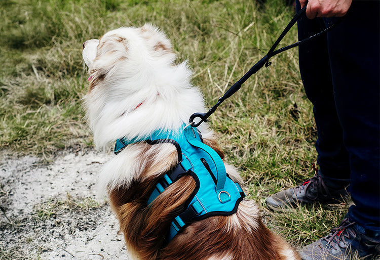 ¿Qué es una correa corta para perros grandes? Conoce PullTrek