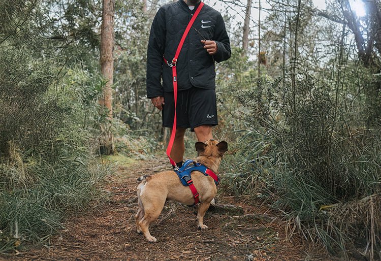 Un hombre usando una correa manos libres color rojo para pasear a su perro