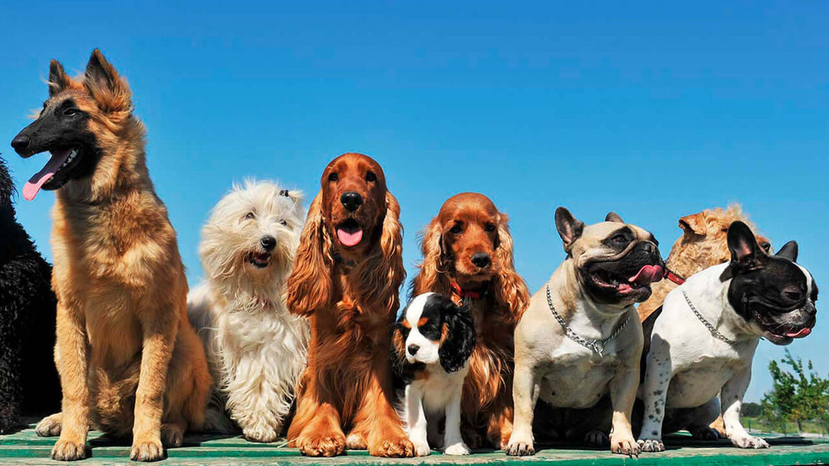 Many dogs in a park