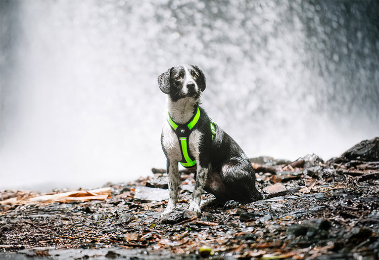 Un perro usando un arnes color verde neon