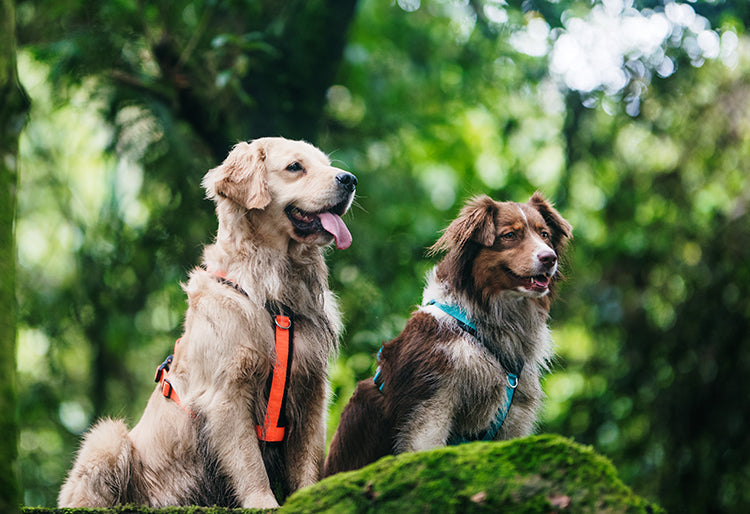Un perro Golden Retriever y otro perro Border Collie usando arneses para perros