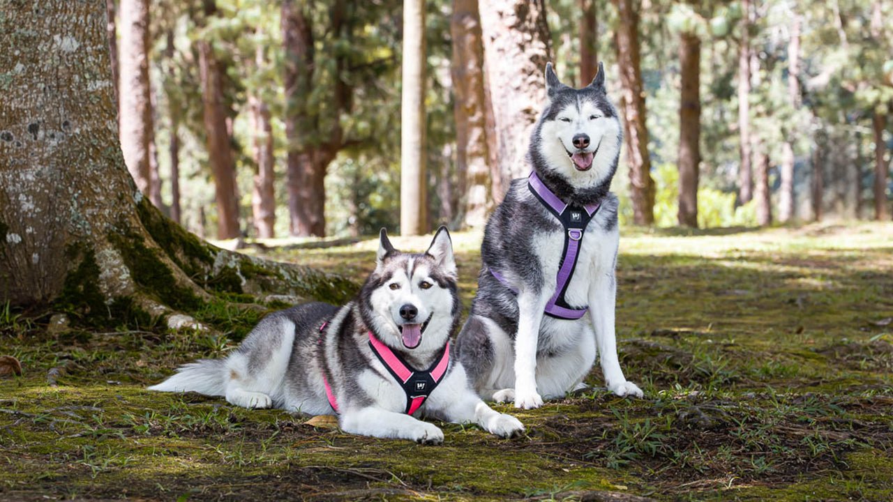 Dos perros raza husky siberiano usando arnes para perro