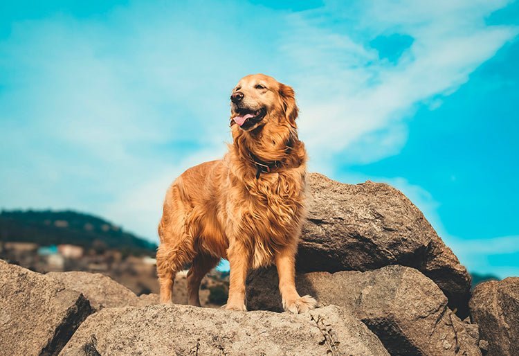 Un perro Golden Retriever parado sobre una roca