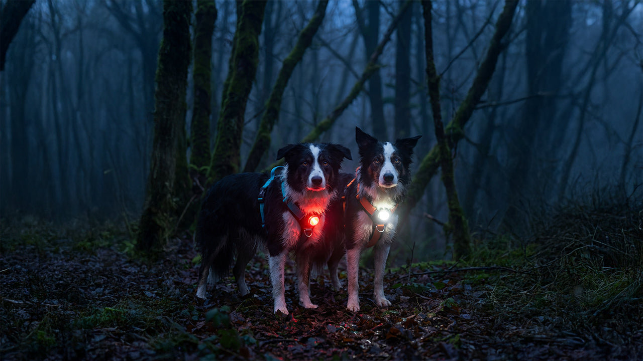 Luz LED para perros: seguridad multicolor para arnés y collar (7 colores + 8 modos)
