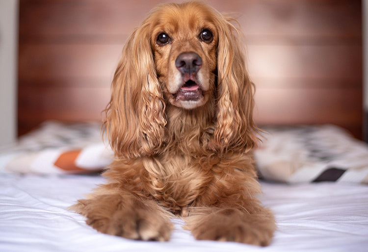 Un perro raza Cocker Spaniel