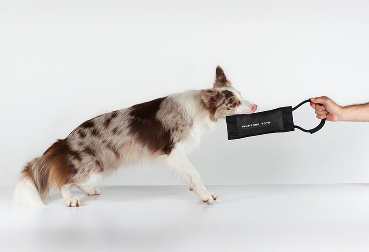 Un perro raza Border Collie mordiendo un juguete para perros