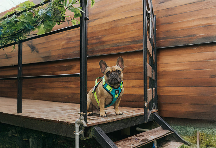 San Pedro de los Milagros con perro: Ramón y la pechera AirTrek en una aventura en Antioquia