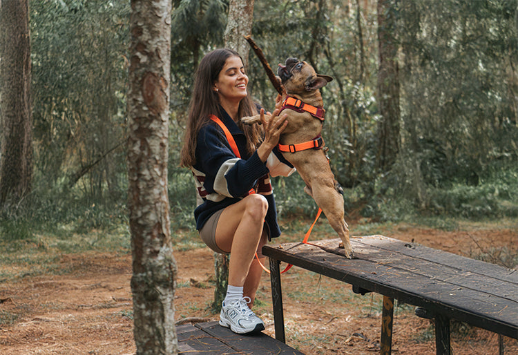 ¿Es Seguro Usar Arnés en Perros? Mitos, Riesgos y Recomendaciones (2025)