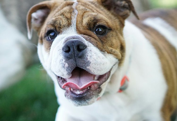 Qué hace único al Bulldog Inglés: Características y Cuidados Esenciales