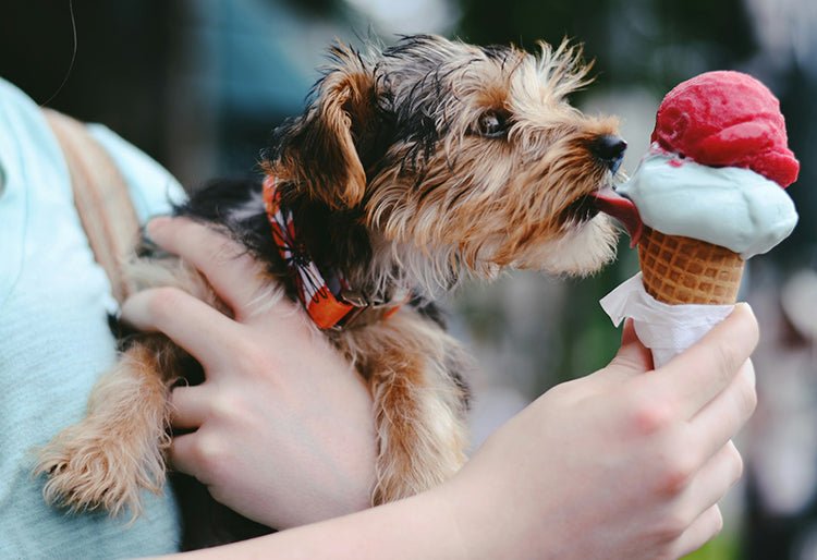 Dog eating ice cream
