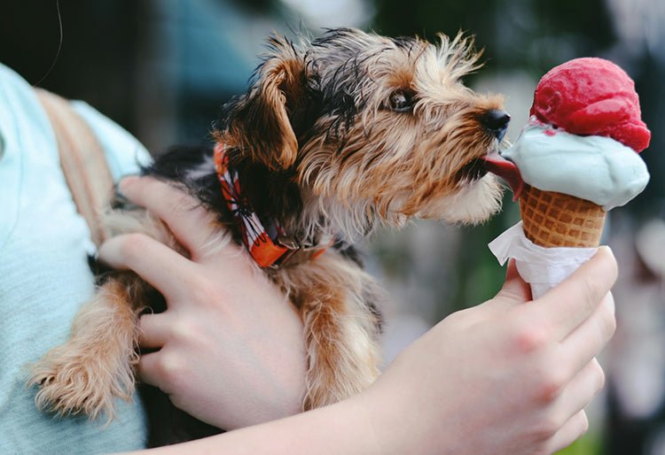 Helados para Perros: 9 Recetas Fáciles