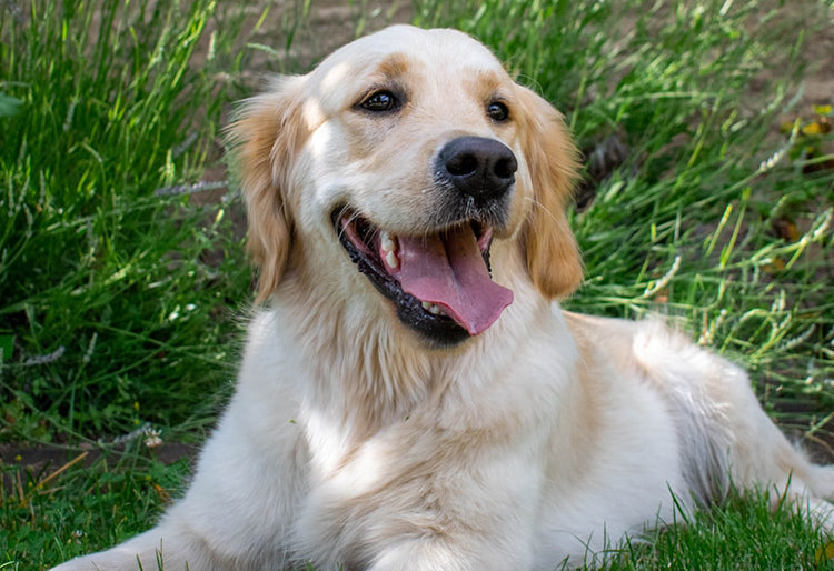 Un perro con cara feliz