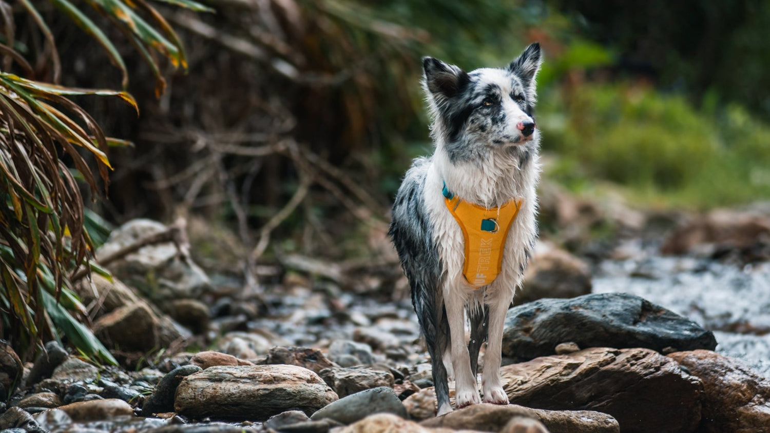 Un perro Border Collie usando un arnés para perro