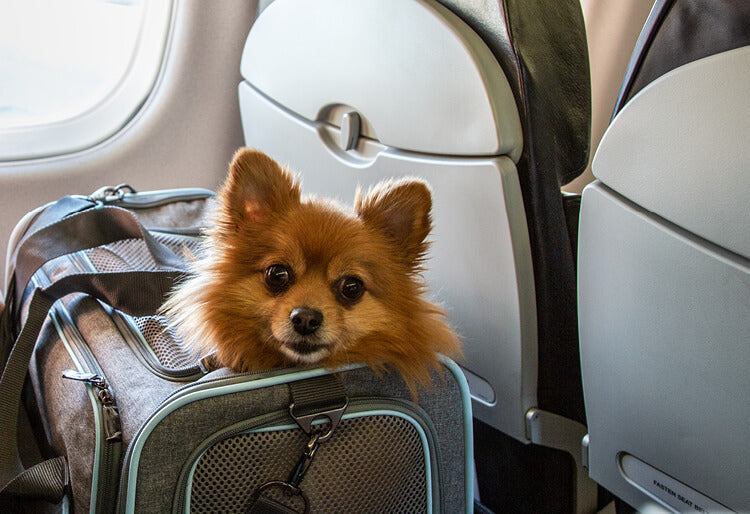 Un perro viajando en un avión dentro de su jaula o transportín