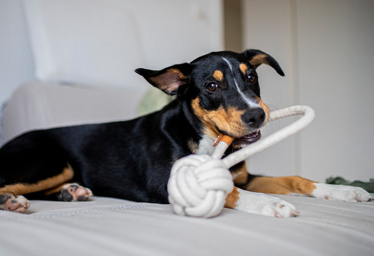 Un perro mordiendo un juguete para perros estilo cuerda trenzada