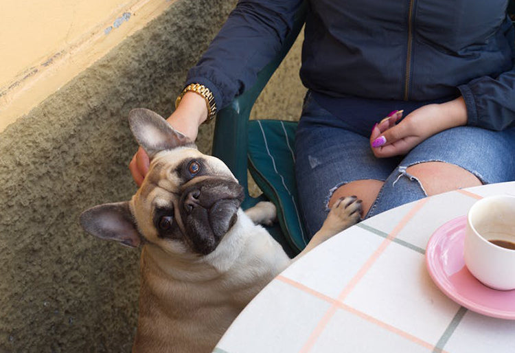 Un perro Bulldog Frances junto a una mujer que esta sentada en un restaurante pet friendly en Bogota