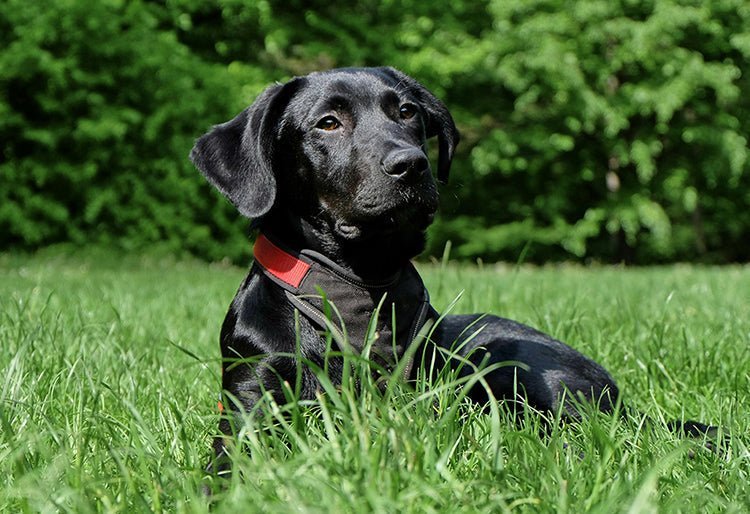 Un perro raza Labrador color negro