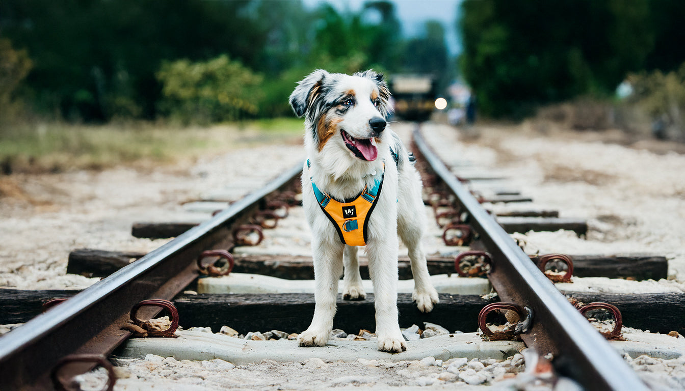 Rocas de Suesca con perros: dos rutas, dos estilos y una misma pechera de alto rendimiento (AirTrek)