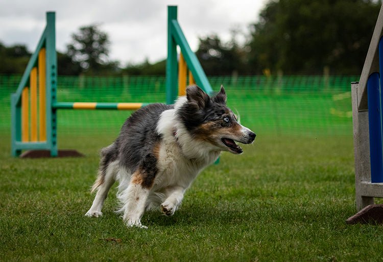 Un perro en una competencia de agility