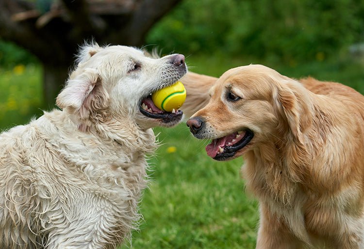 Un perro Labrador y un Golden Retriever