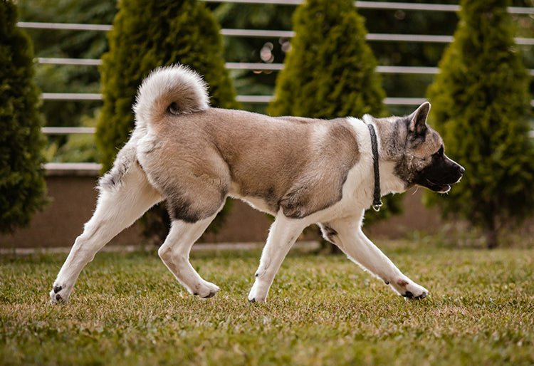 Un perro raza Akita Inu paseando por un parque