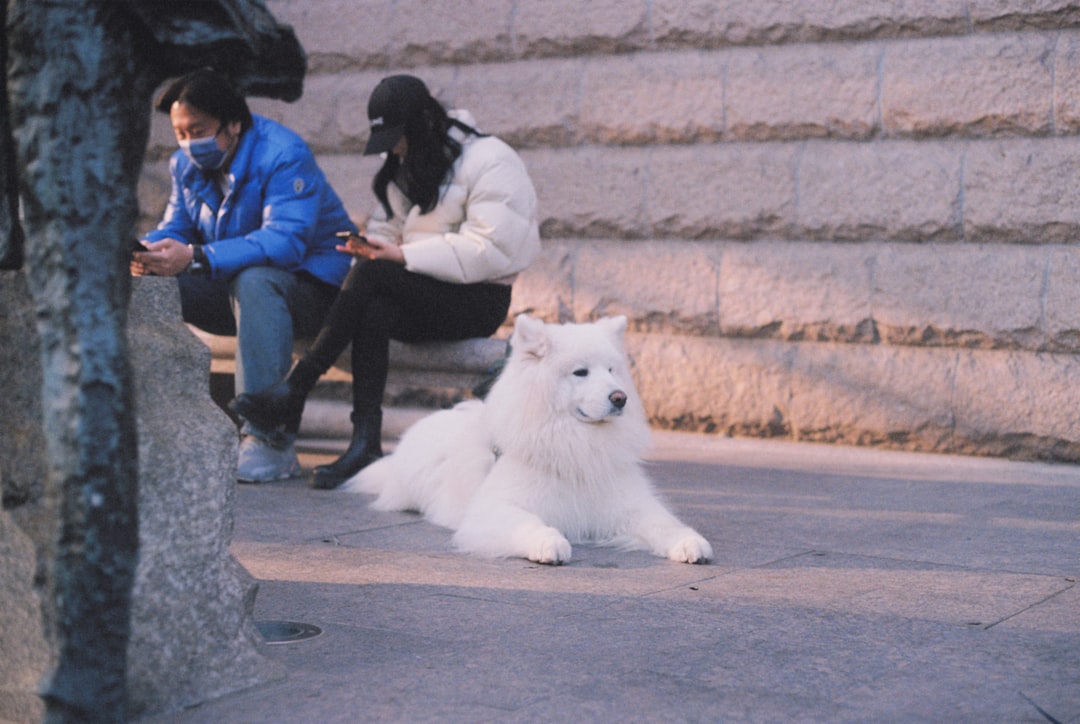 Un hombre coreano y una mujer coreana sentados al lado de un perro blanco