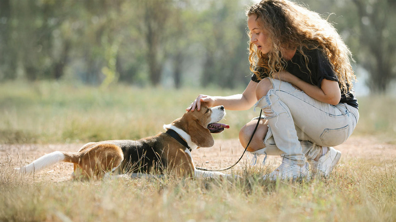 ¿Es Seguro Usar Collar en Perros? Mitos, Riesgos y Recomendaciones