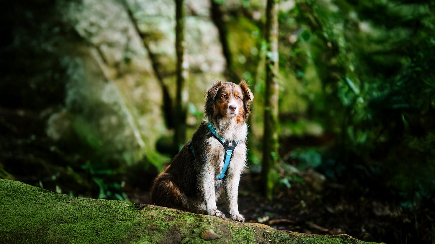 Un perro Border Collie usando una pechera para perro color turquesa