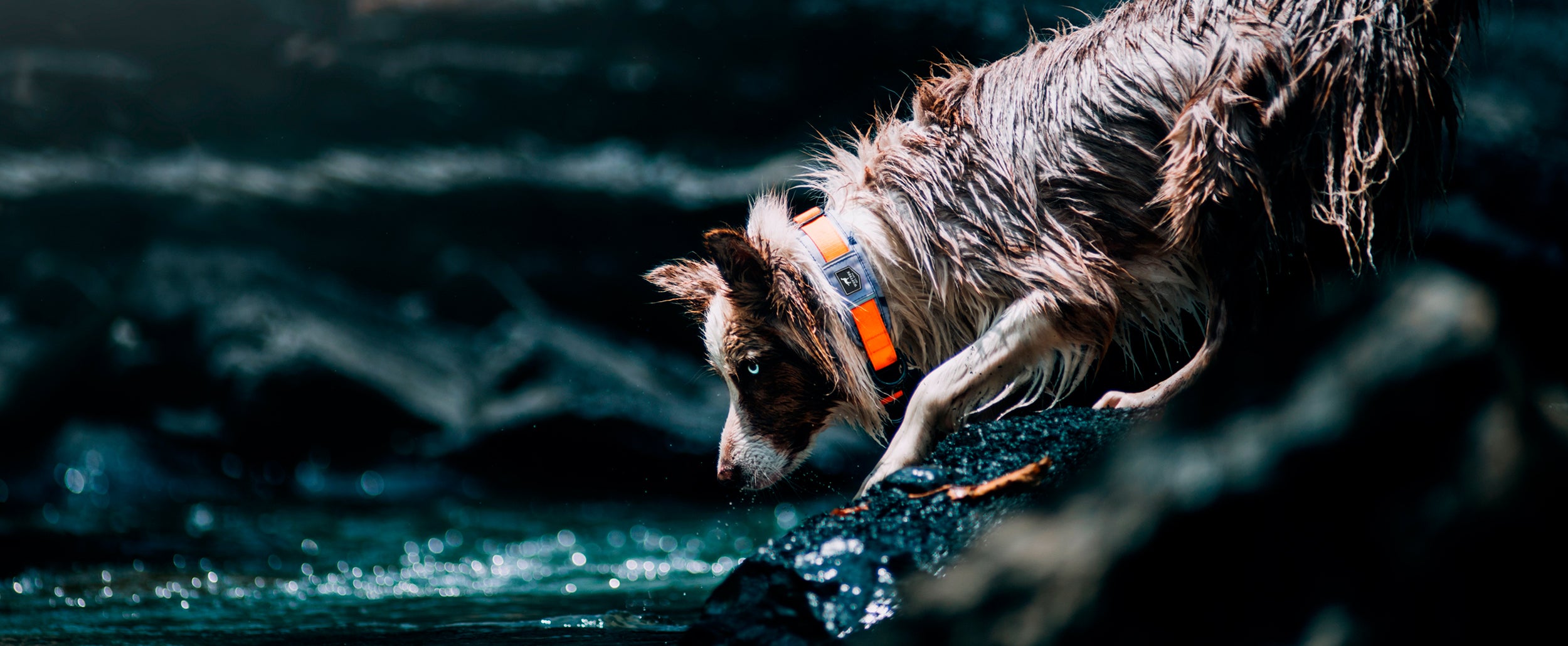 Banner de la colección Collares para perros