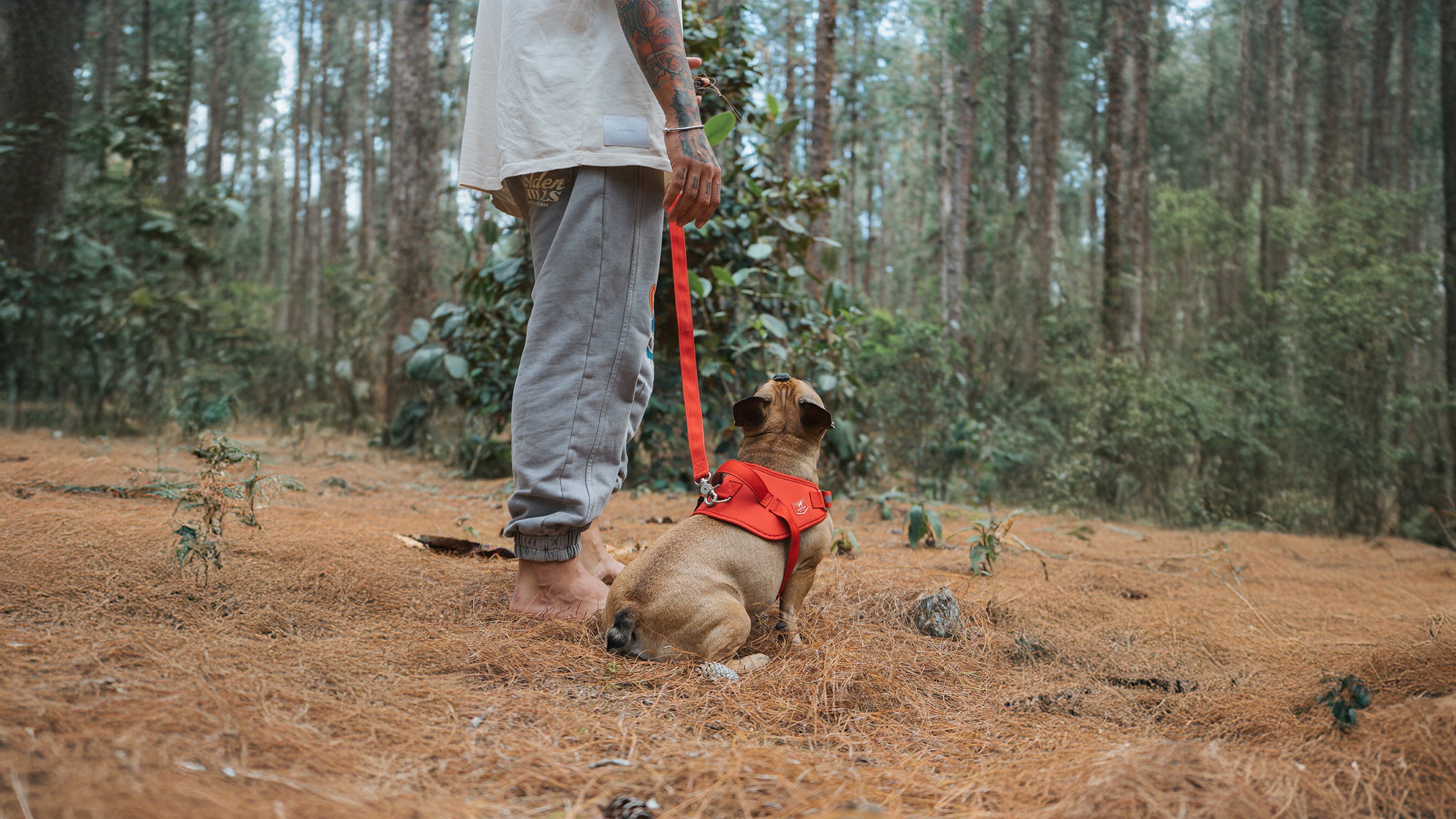 Banner de la colección de Correas para perros