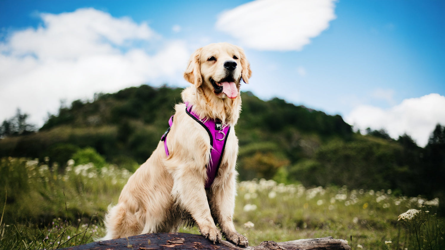 Un perro raza Golden Retriever usando una pechera para perros color violeta