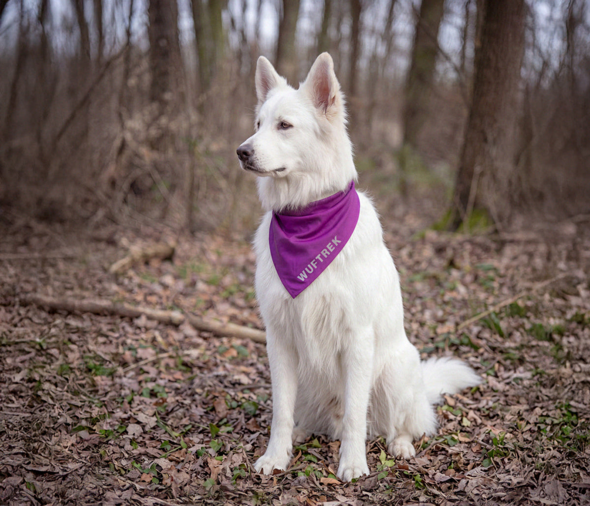 Border Collie wearing a dog bandana