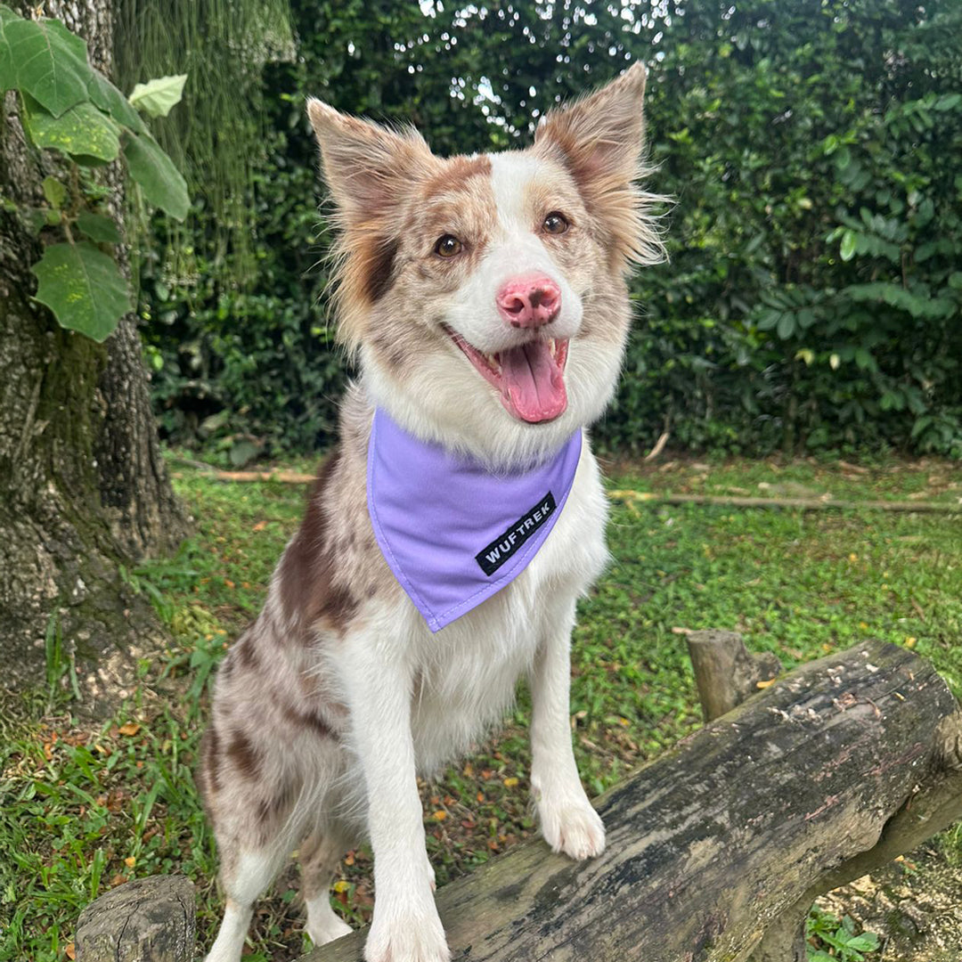 Un perro Border Collie usando una bandana o pañoleta para perros