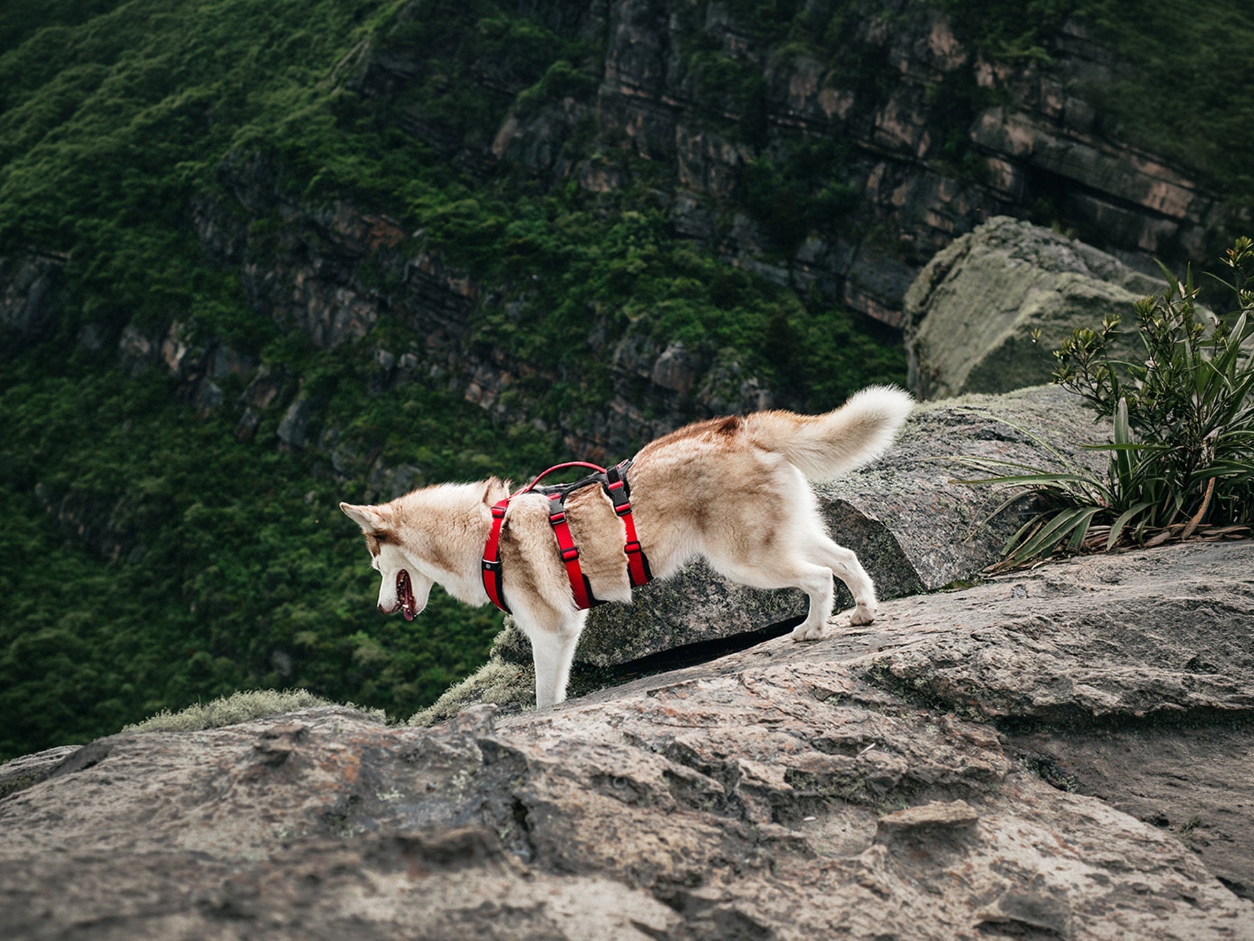 Arnés antiescape para perros