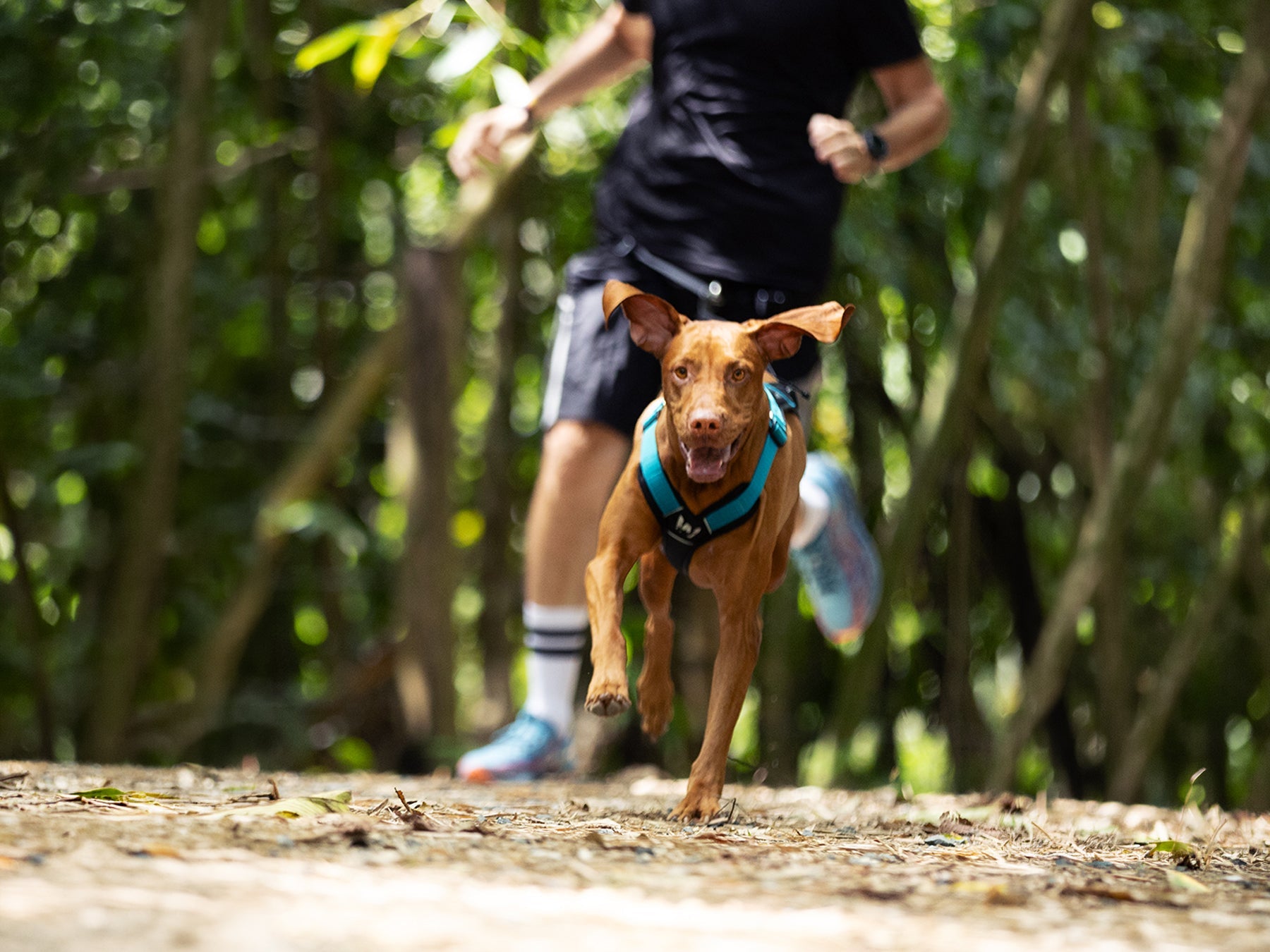 Perro corriendo con un arnés para canicross CaniTrek