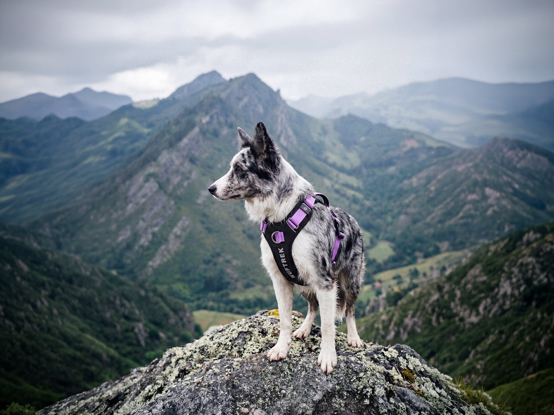 Pechera antitirones para perros