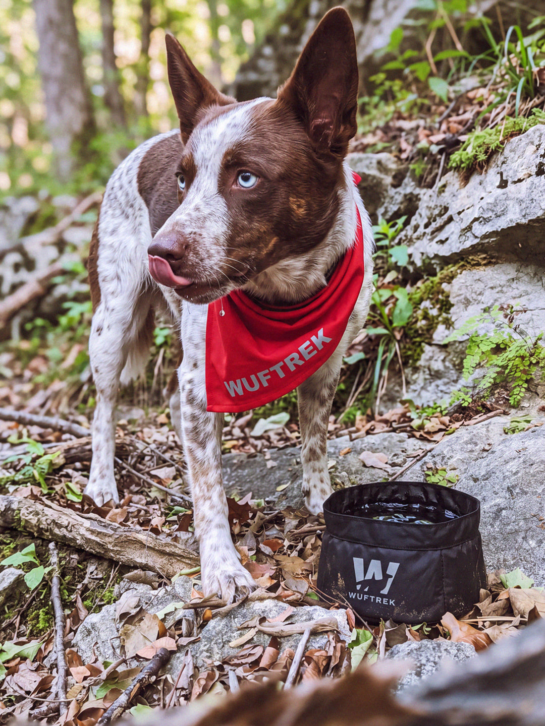 Perro bebiendo agua del TrekBowl negro de WUFTREK