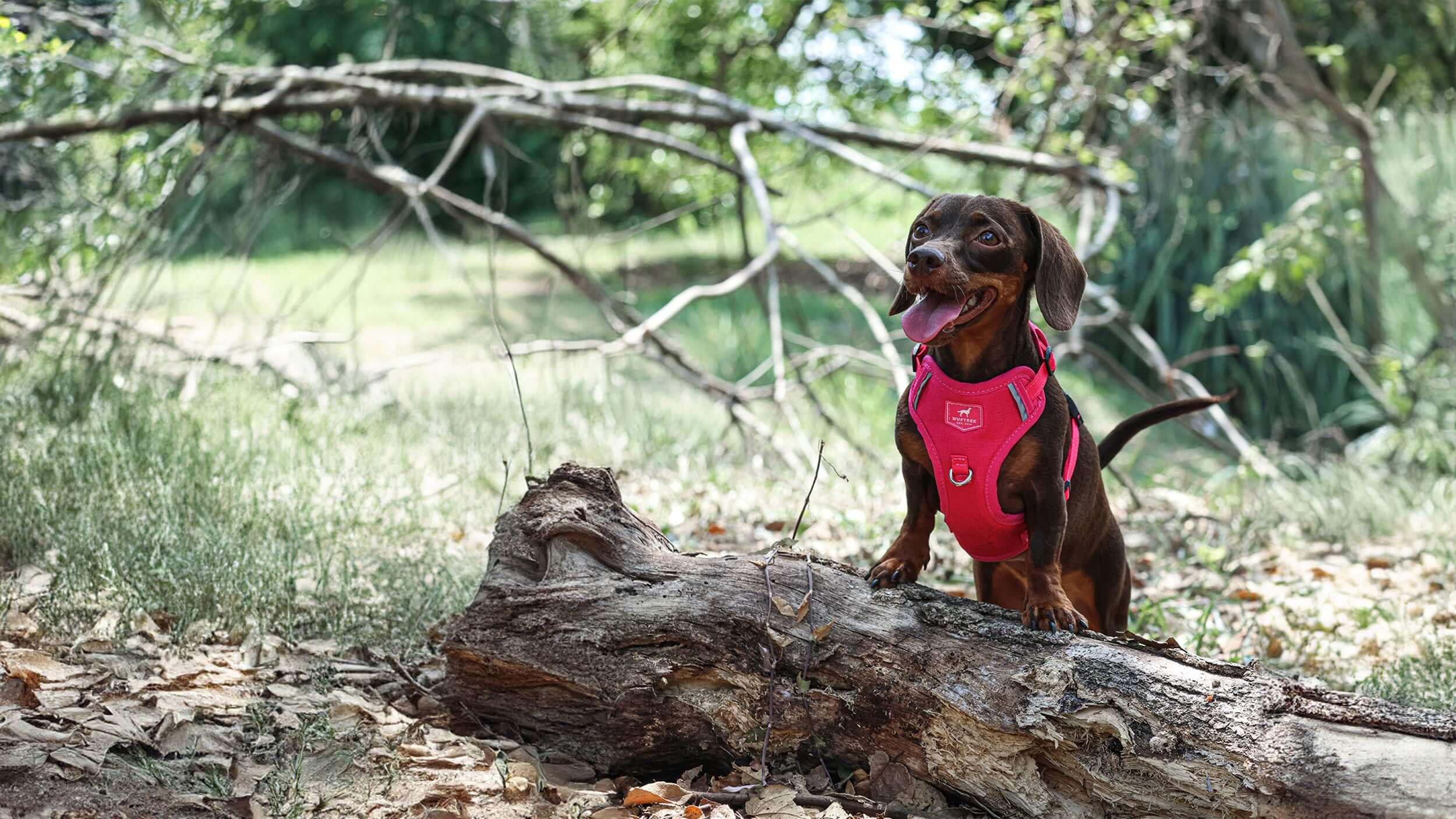 Un Teckel usando una pechera para perros color fucsia