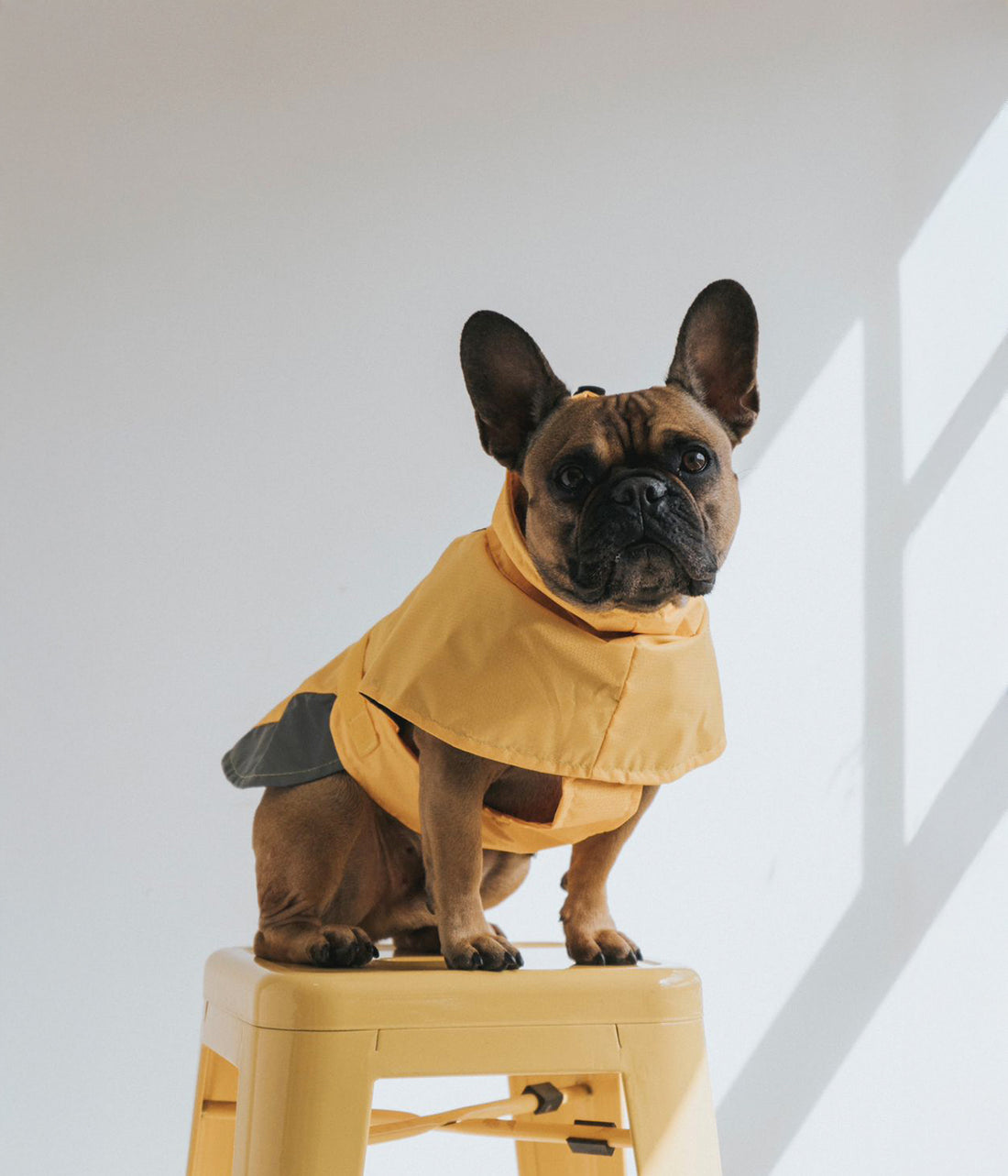 Un perro parado sobre una silla usando un Impermeable para perro color amarillo