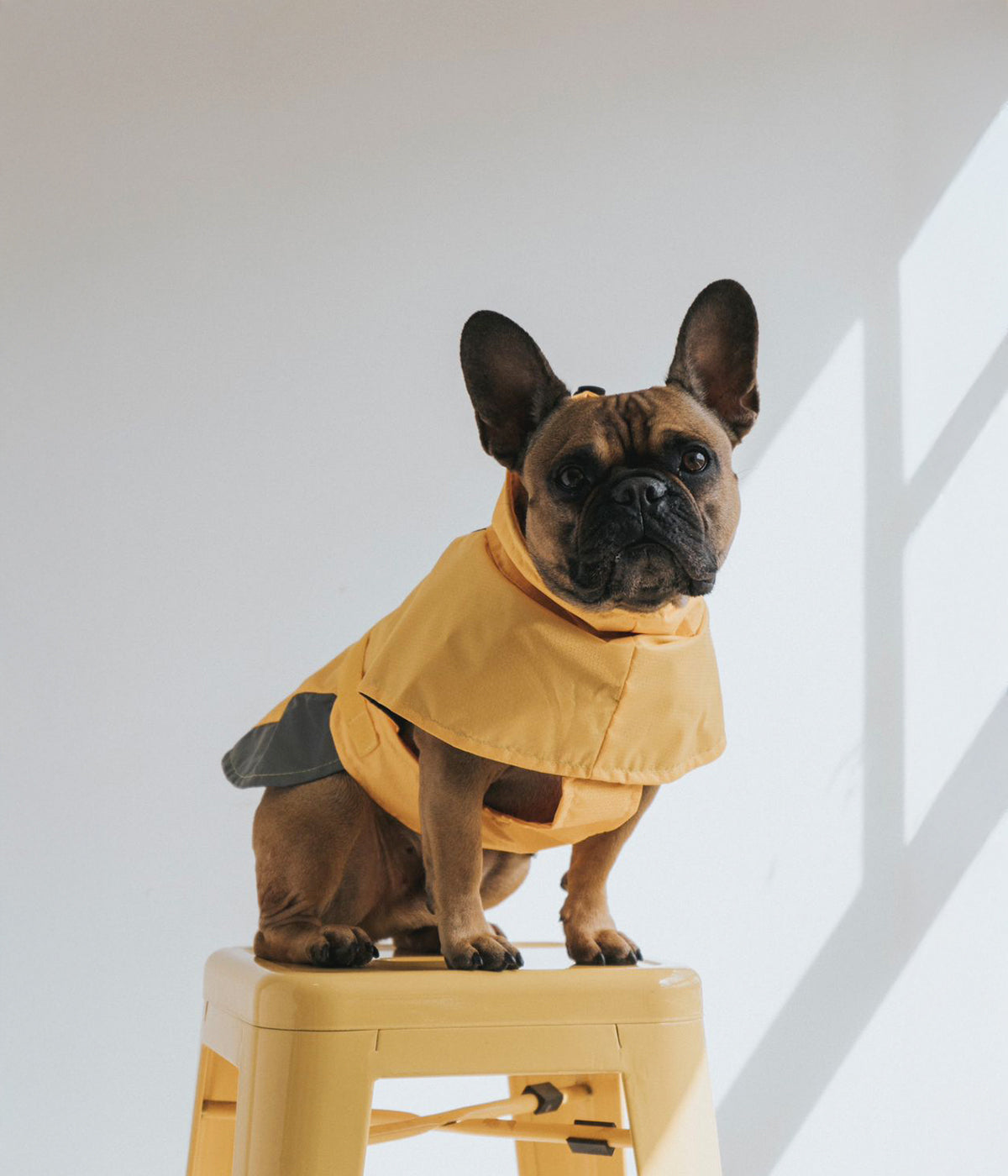 Un perro parado sobre una silla usando un Impermeable para perro color amarillo